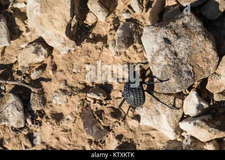 Beetle dalla famiglia di darkling coleotteri (Pimelia bipunctata) Foto Stock