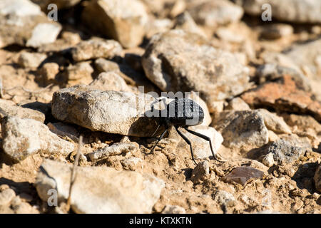 Beetle dalla famiglia di coleotteri darkling esamina su pietre (Pimelia bipunctata) Foto Stock