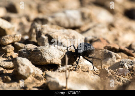 Beetle dalla famiglia di coleotteri darkling esamina su pietre (Pimelia bipunctata) Foto Stock
