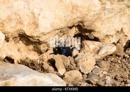 Beetle dalla famiglia di coleotteri darkling siede tra le pietre (Pimelia bipunctata) Foto Stock