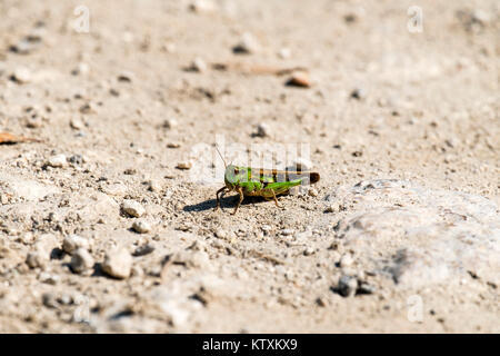 Grasshopper del Acrididae famiglia siede su una strada sterrata (Omocestus viridulus) Foto Stock