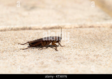 American scarafaggio seduto su di una superficie di pietra (Periplaneta americana) Foto Stock