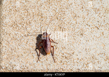 American scarafaggio seduto su di una superficie di pietra (Periplaneta americana) Foto Stock