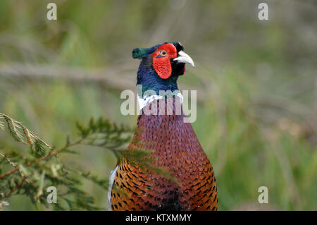 Ritratto di gamebird, l'anello maschio colli, fagiano Phasianus colchicus Foto Stock