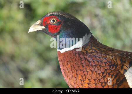 Ritratto di gamebird, l'anello maschio colli, fagiano Phasianus colchicus Foto Stock