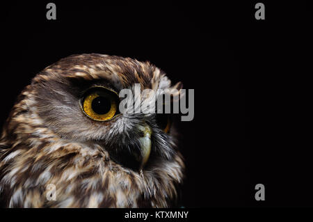 Ritratto di Nuova Zelanda iconici morepork, Ninox novaseelandiae Foto Stock