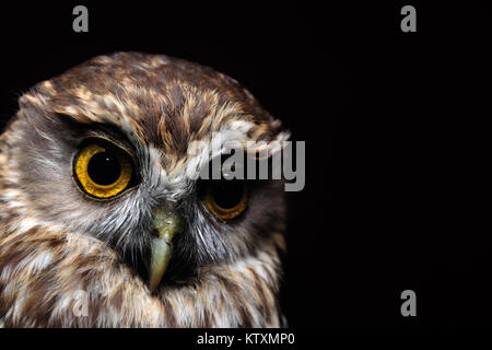 Ritratto di Nuova Zelanda iconici morepork, Ninox novaseelandiae Foto Stock