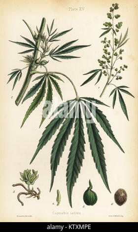 La canapa o marijuana, Cannabis sativa. Handcolored Illustrazione disegnata e litografato da Henry Sowerby da Edward Hamilton della Flora Homeopathica, Bailliere, Londra, 1852. Foto Stock