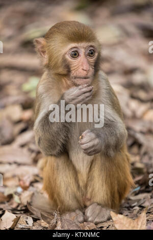Il macaco rhesus macaca mulatta, è una delle più note specie di scimmie del Vecchio Mondo. Macachi Rhesus abitano in una grande varietà di habitat da gr Foto Stock