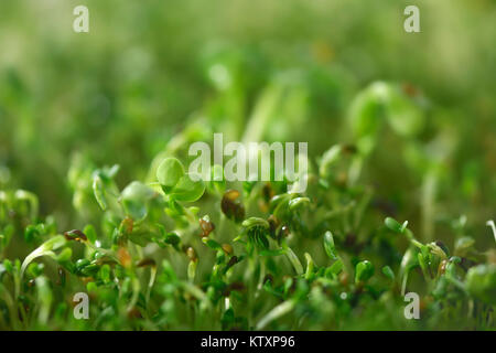 Primo piano della germogliato semi di crescione, verde organico i germogli di crescione, Nasturtium officinale. Foto Stock