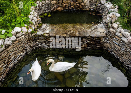 Due cigni nuotano in un piccolo lago artificiale Foto Stock