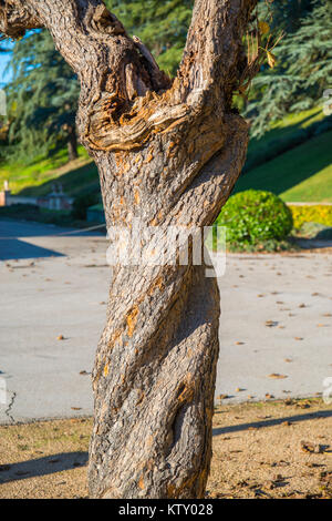 Twisted tronco di albero. I giardini del Palazzo Reale, El Pardo, Madrid, Spagna. Foto Stock