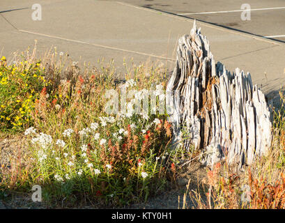 Fiori selvaggi vicino a un albero tagliato il moncone dal 1980 Monte St Helens eruzione. Foto Stock