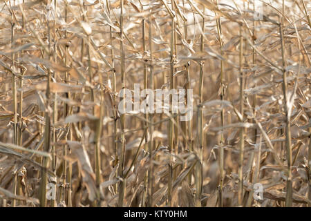 Dettaglio di stocchi di mais nel tardo autunno, East Hampton, NY Foto Stock