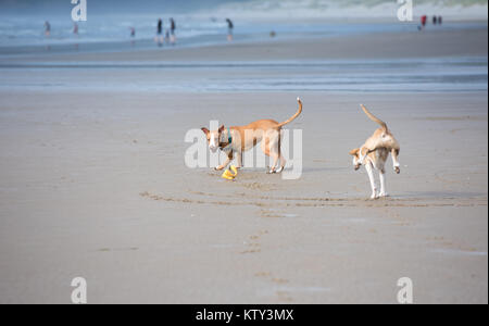 Giovani fulvo cani colorato che corre lungo l'acqua su Oregon Coast Foto Stock