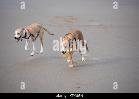 Giovani fulvo cani colorato che corre lungo l'acqua su Oregon Coast Foto Stock