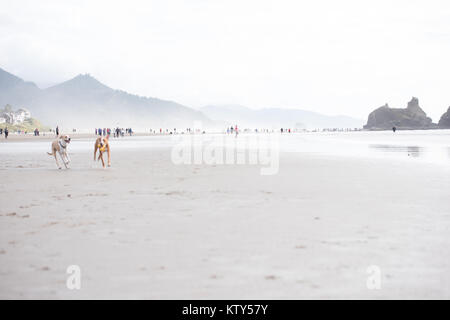 I giovani di colore fulvo cane che corre lungo l'acqua su Oregon Coast Foto Stock