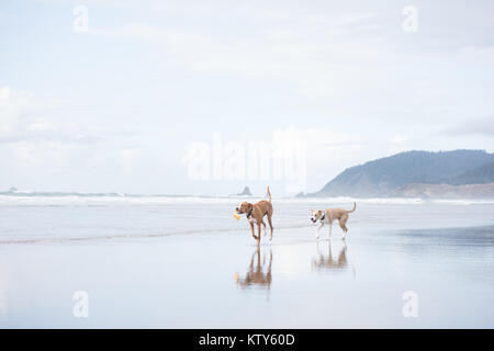 Giovani fulvo cani colorato che corre lungo l'acqua su Oregon Coast Foto Stock