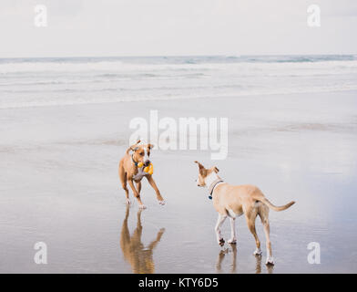 Giovani fulvo cani colorato che corre lungo l'acqua su Oregon Coast Foto Stock