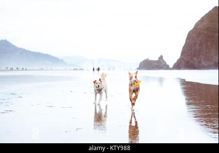 Giovani fulvo cani colorato che corre lungo l'acqua su Oregon Coast Foto Stock