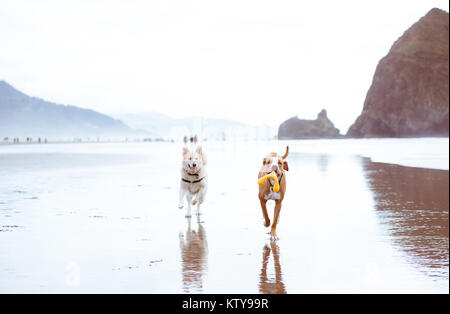 Giovani fulvo cani colorato che corre lungo l'acqua su Oregon Coast Foto Stock