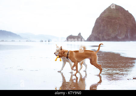 Giovani fulvo cani colorato che corre lungo l'acqua su Oregon Coast Foto Stock