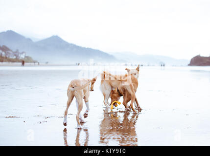 Giovani fulvo cani colorato che corre lungo l'acqua su Oregon Coast Foto Stock