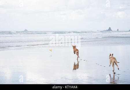 Giovani fulvo cani colorato che corre lungo l'acqua su Oregon Coast Foto Stock