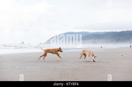 Giovani fulvo cani colorato che corre lungo l'acqua su Oregon Coast Foto Stock