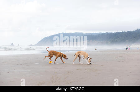 Giovani fulvo cani colorato che corre lungo l'acqua su Oregon Coast Foto Stock