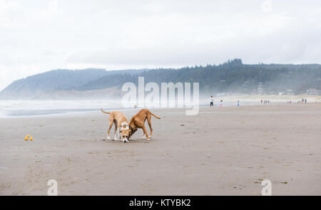 Giovani fulvo cani colorato che corre lungo l'acqua su Oregon Coast Foto Stock