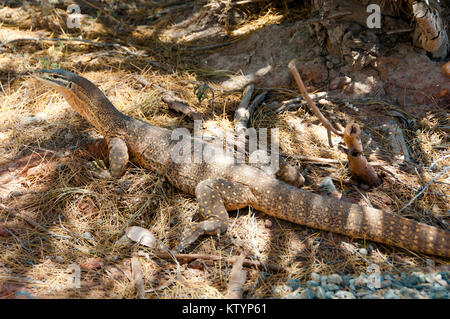 Sabbia Goanna (Bungarra) Foto Stock