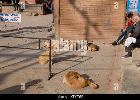 I cani di strada del posticipo al sole a Kathmandu in Nepal Foto Stock