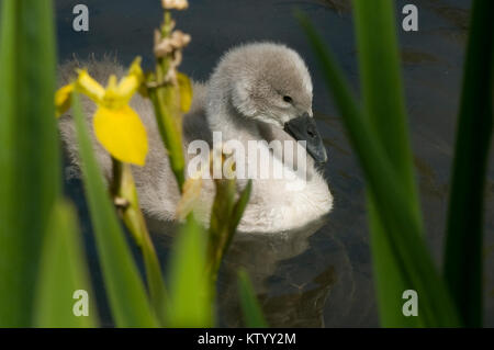 Signet swan tra iridi gialli Foto Stock