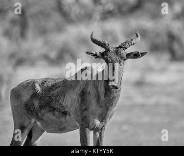 Ritratto di un Tsessebe antelope che ha avuto un mudbath Foto Stock