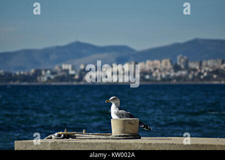 Giovani seagull arroccato e stare in piedi sul mare muro di pietra sullo sfondo della spiaggia, gli edifici e il mare Foto Stock