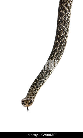 Il ferro di cavallo frusta Snake, Hemorrhois hippocrepis, contro uno sfondo bianco, studio shot Foto Stock