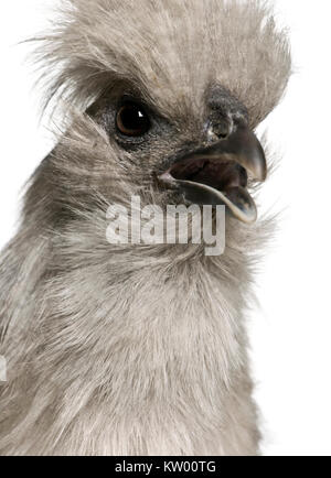 Grigio Silkie hen, 1 anno di età, in piedi di fronte a uno sfondo bianco Foto Stock