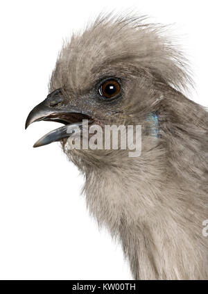 Grigio Silkie hen, 1 anno di età, in piedi di fronte a uno sfondo bianco Foto Stock