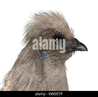 Grigio Silkie hen, 1 anno di età, in piedi di fronte a uno sfondo bianco Foto Stock