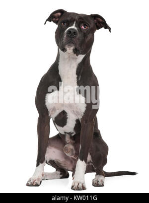 L'American Pit Bull Terrier, 5 anni, seduto di fronte a uno sfondo bianco Foto Stock