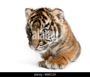 La tigre di Sumatra cub Panthera tigris sumatrae, 3 settimane di età, di fronte a uno sfondo bianco Foto Stock