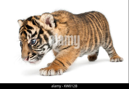 La tigre di Sumatra cub Panthera tigris sumatrae, 3 settimane di età, a piedi nella parte anteriore del fondo bianco Foto Stock