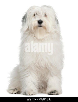 Tibetan Terrier, 1 anno di età, seduto di fronte a uno sfondo bianco Foto Stock