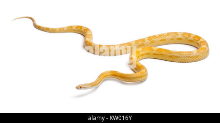 Burro mais mothley serpente o rosso serpente di ratto, Pantherophis guttatus, di fronte a uno sfondo bianco Foto Stock