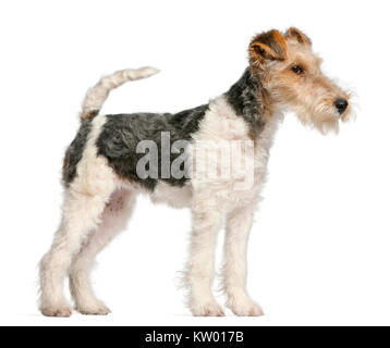 Fox Terrier cucciolo, 4 mesi di età, di fronte a uno sfondo bianco Foto Stock