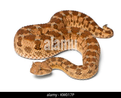 Saharan vipera cornuta - Cerastes cerastes, velenosi, sfondo bianco Foto Stock