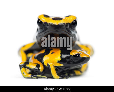 Yellow-Banded Poison Dart Frogs, noto anche come un veleno Yellow-Headed Rana Dart e Bumblebee veleno Rana Dendrobates leucomelas, con giovani, portrai Foto Stock