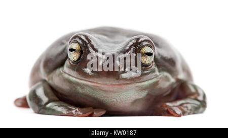 Australian ranocchio verde, semplicemente ranocchio verde in Australia, bianco raganella, o losca raganella, Litoria caerulea, ritratto contro backg bianco Foto Stock