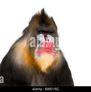 Mandrill - Mandrillus sphinx (22 anni) è un primate della scimmia del Vecchio Mondo Foto Stock